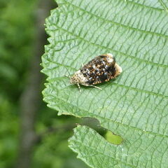 Olethreutes auricapitana