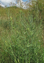 Aceria chondrillae