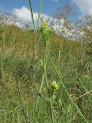 Aceria chondrillae