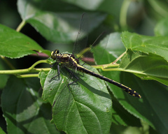 Dromogomphus spinosus