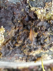 Botryocladia pseudodichotoma