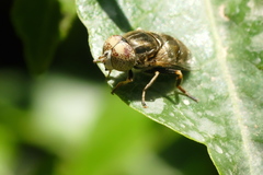 Eristalinus aeneus