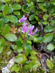 Primula frigida