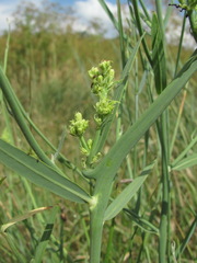 Aceria chondrillae