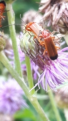 Rhagonycha fulva