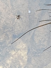 Plesiovelia