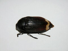 Temognatha mnizechii