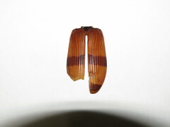 Temognatha westwoodi