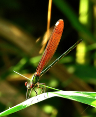 Calopteryx haemorrhoidalis