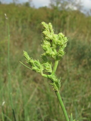 Aceria chondrillae