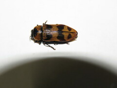 Temognatha martini
