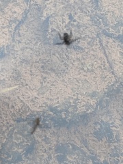 Plesiovelia
