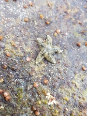 Asteriidae