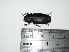 Merimna atrata
