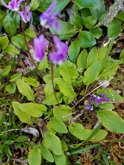Primula frigida