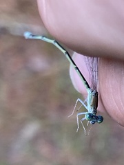 Enallagma pallidum