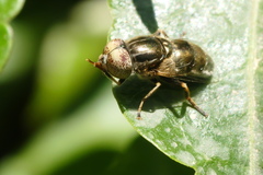 Eristalinus aeneus