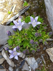Campanula cenisia