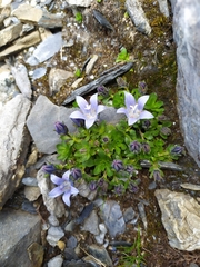 Campanula cenisia
