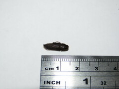 Chalcophorotaenia