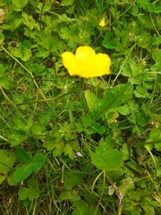 Ranunculus repens
