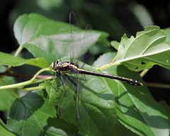 Dromogomphus spinosus