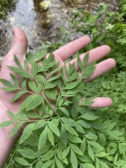 Corydalis caseana brachycarpa