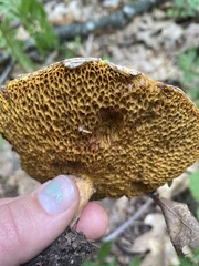 Aureoboletus russellii