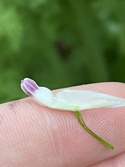 Corydalis caseana brachycarpa
