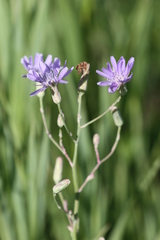 Lactuca pulchella