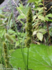 Carex stipata