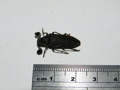 Rhipiceridae