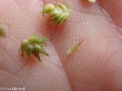 Carex stipata
