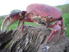 Dilocarcinus pagei