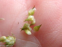 Carex stipata