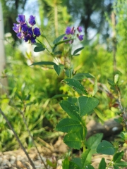 Vicia unijuga