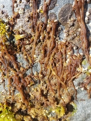 Nemalion elminthoides