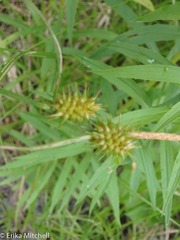 Carex cryptolepis