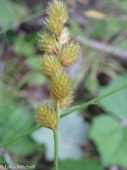 Carex scoparia