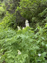 Corydalis caseana brachycarpa