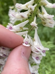 Corydalis caseana brachycarpa