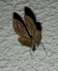 Scopula subobliquata