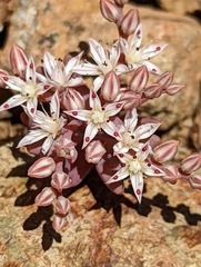 Sedum rubens
