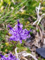 Phyteuma hemisphaericum