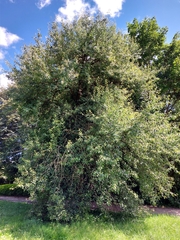 Pyrus communis