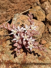 Sedum rubens