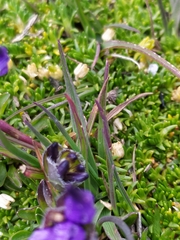 Phyteuma hemisphaericum