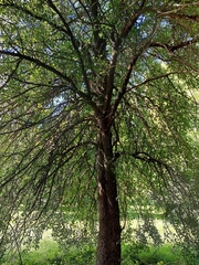 Pyrus communis