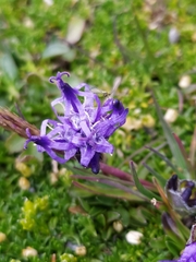 Phyteuma hemisphaericum