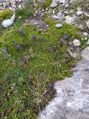 Phyteuma hemisphaericum